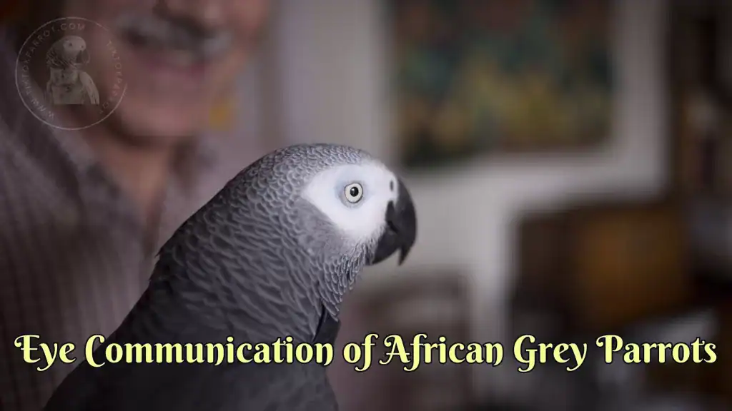 Eye Communication of African Grey Parrots