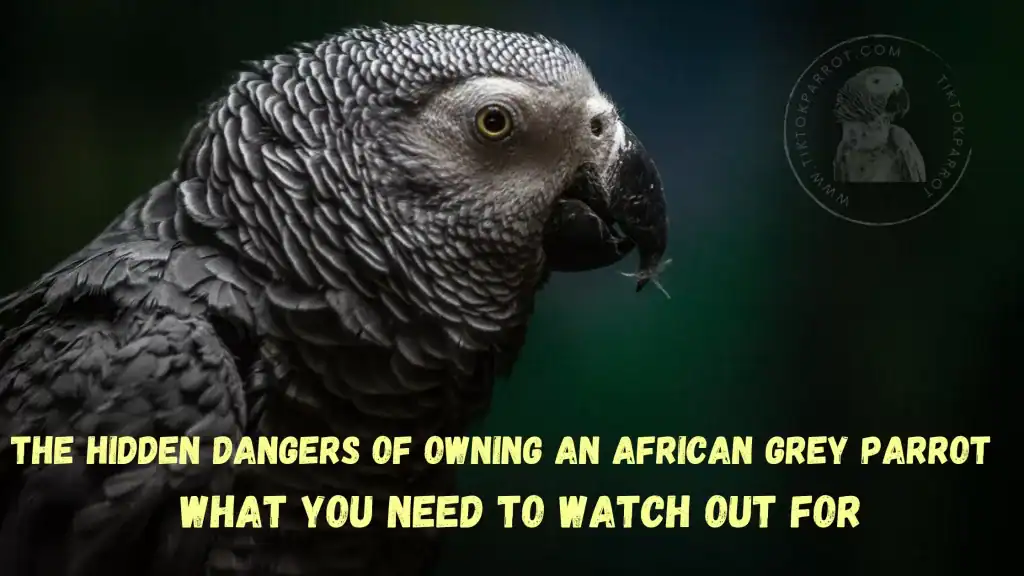 The Hidden Dangers of Owning an African Grey Parrot: What You Need to Watch Out For