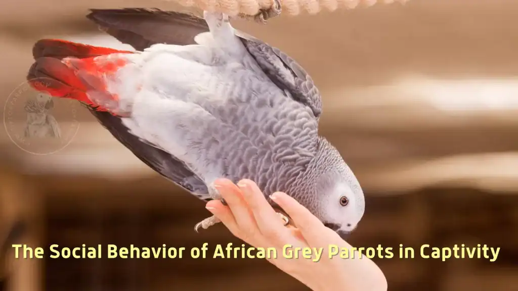 The Social Behavior of African Grey Parrots in Captivity