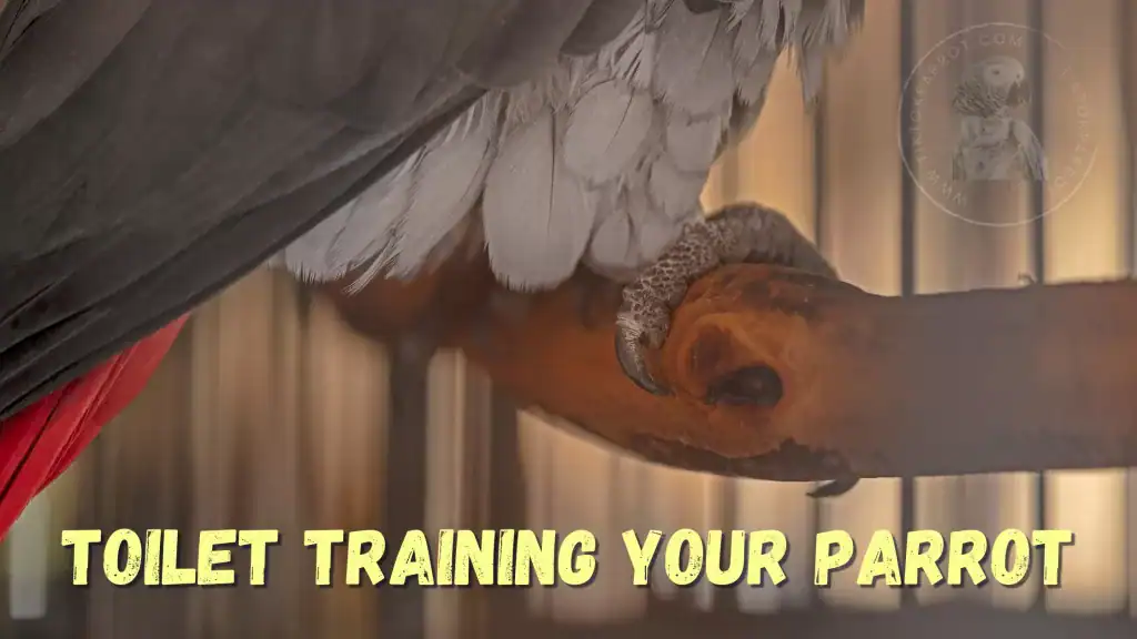 Toilet Training Your Parrot