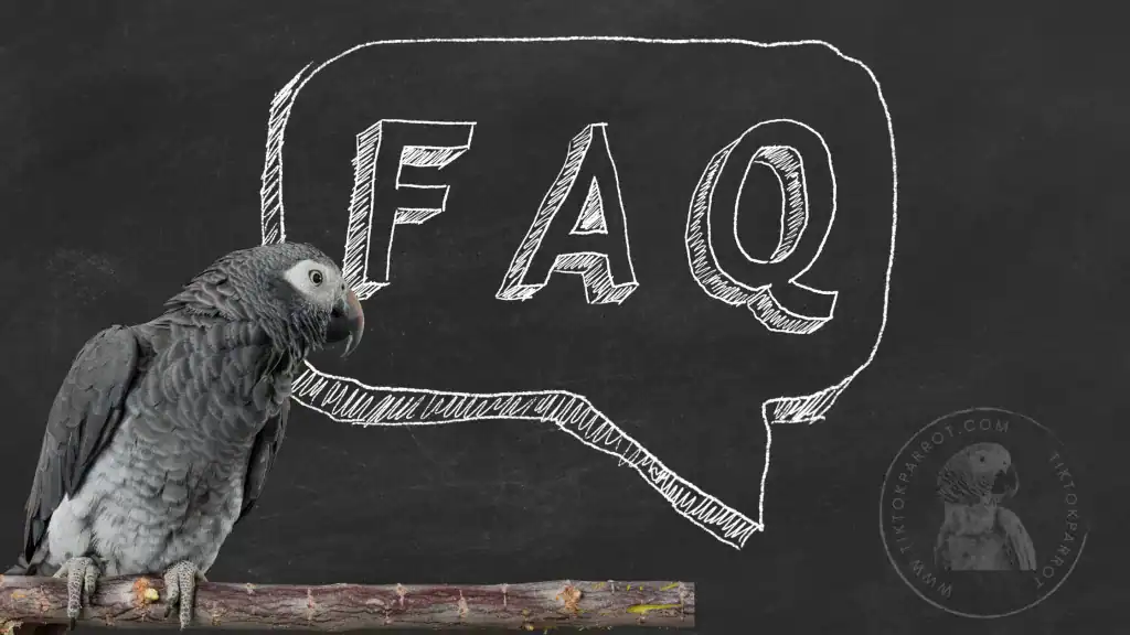 frequently asked questions about African greys