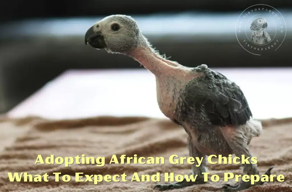 Adopting African Grey Chicks And What To Expect And How To Prepare