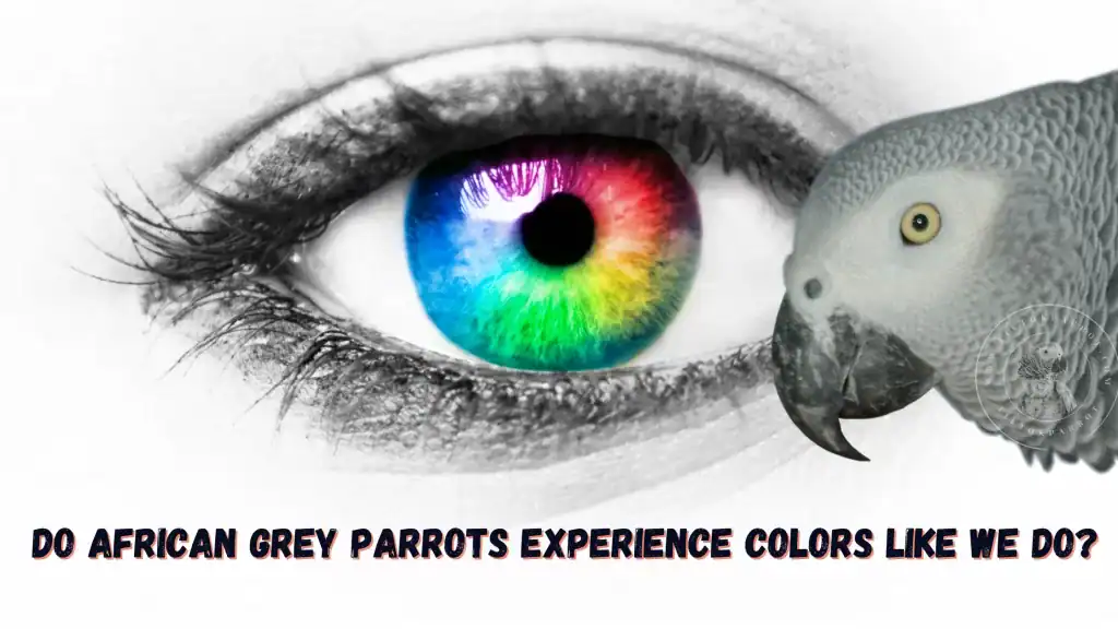 Do African Grey Parrots Experience Colors Like We Do