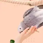 Mastering the Art of Taming an African Grey Parrot