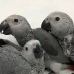 Raising African Grey Chicks Tips for First-Time Owners