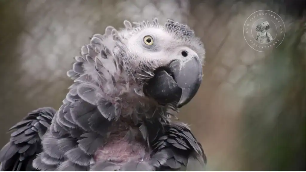 The Hidden Dangers of a Poor Diet for African Grey Parrots