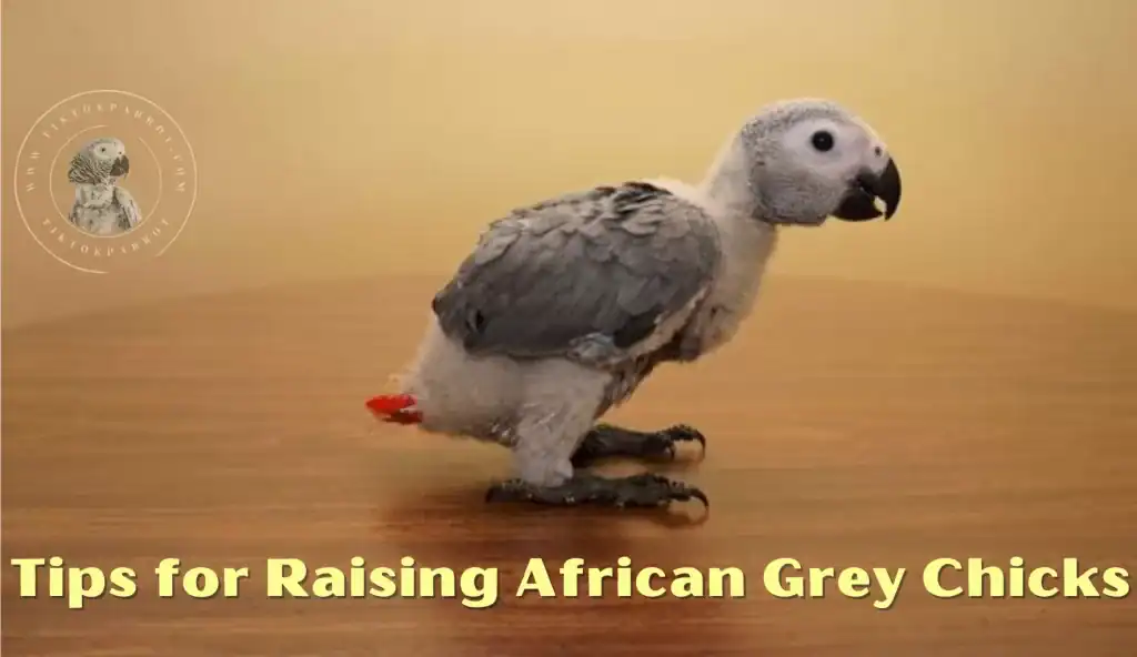 Tips for Raising African Grey Chicks