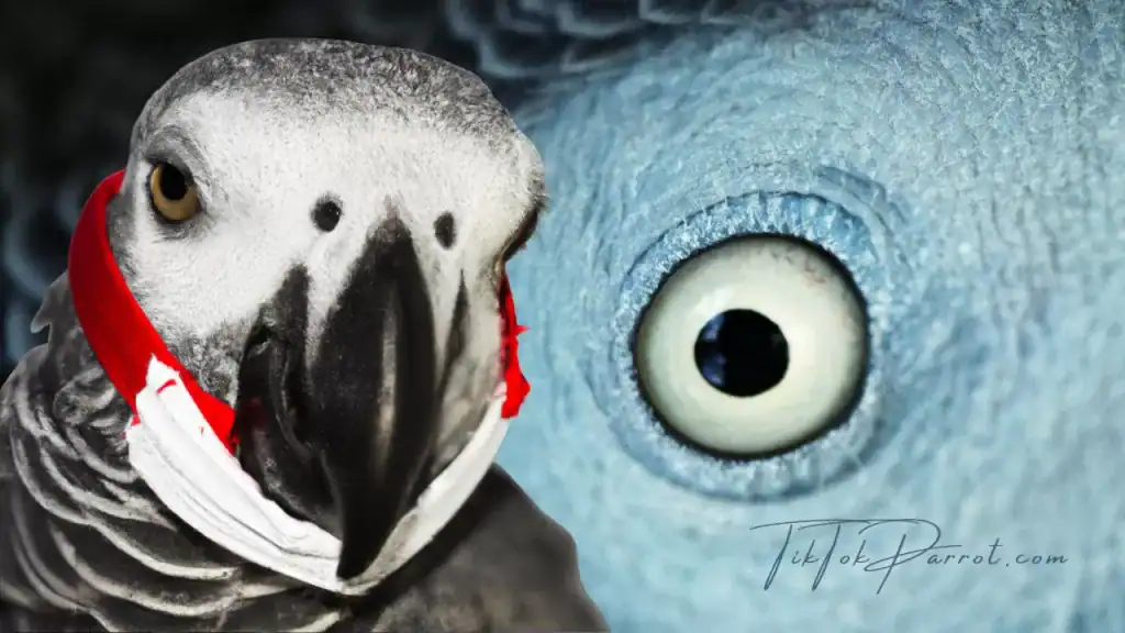 What Do You Do If A Parrot’s Beak Breaks