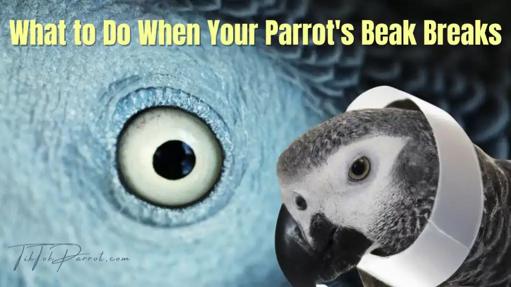 What to Do When Your Parrots Beak Breaks
