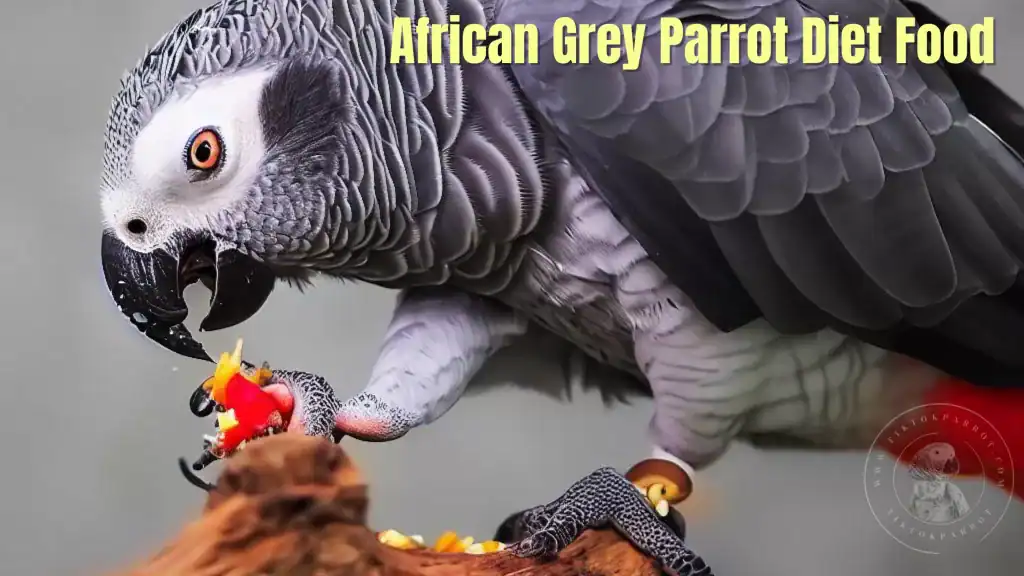 African Grey Parrot Diet Food