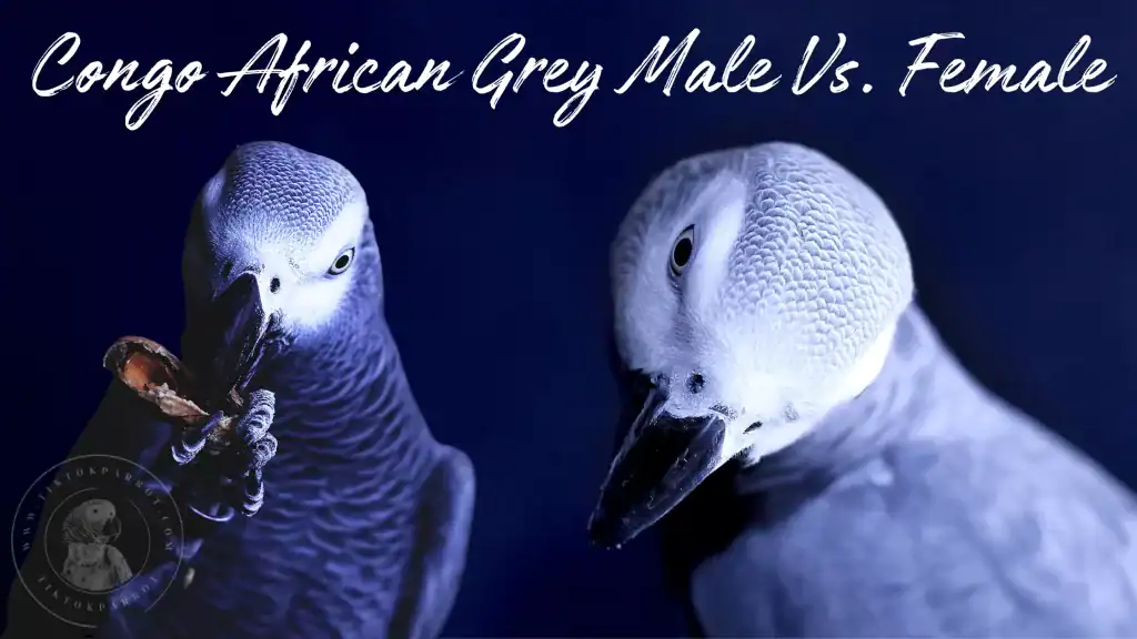 Congo African Grey Male Vs. Female