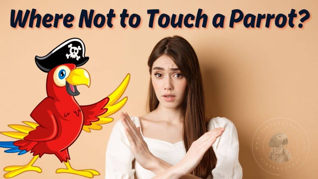 Where Not to Touch a Parrot by TiktokParrot.com