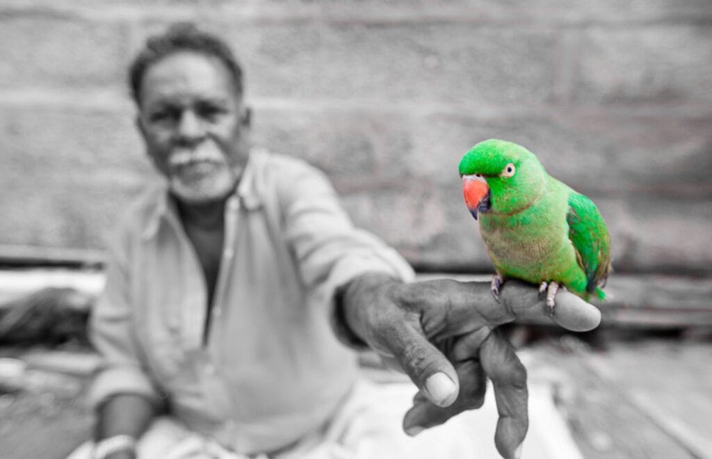 parrot fortune teller