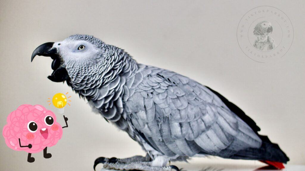 African Grey Parrot Brain