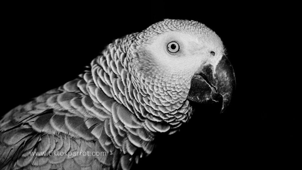 African Grey Parrot Eyes