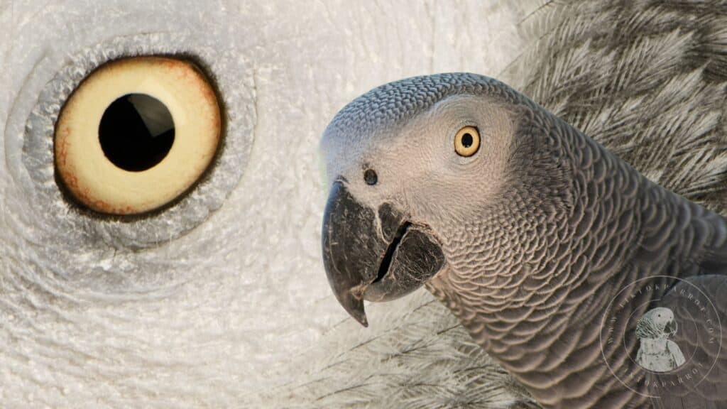 African Grey Parrot Eyes Shape