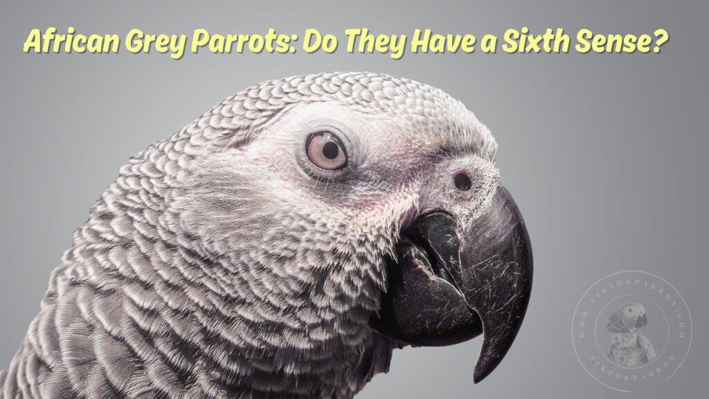 African Grey Parrots Do They Have a Sixth Sense