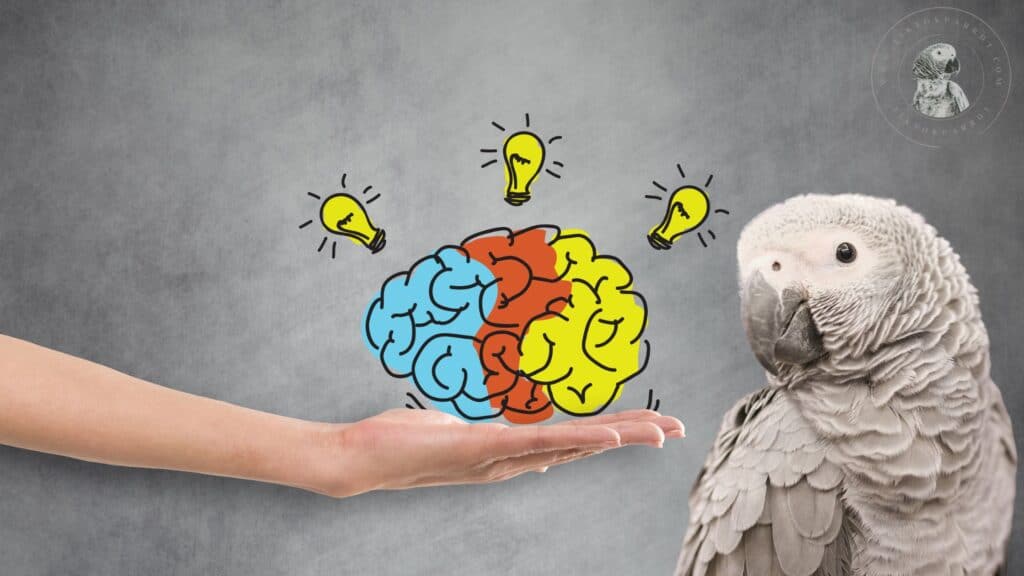 African Greys Brain Key Points