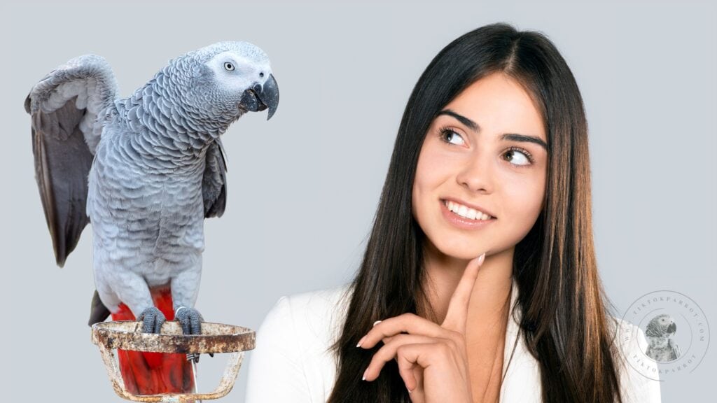 Considering an African Grey Parrot as Your Pet