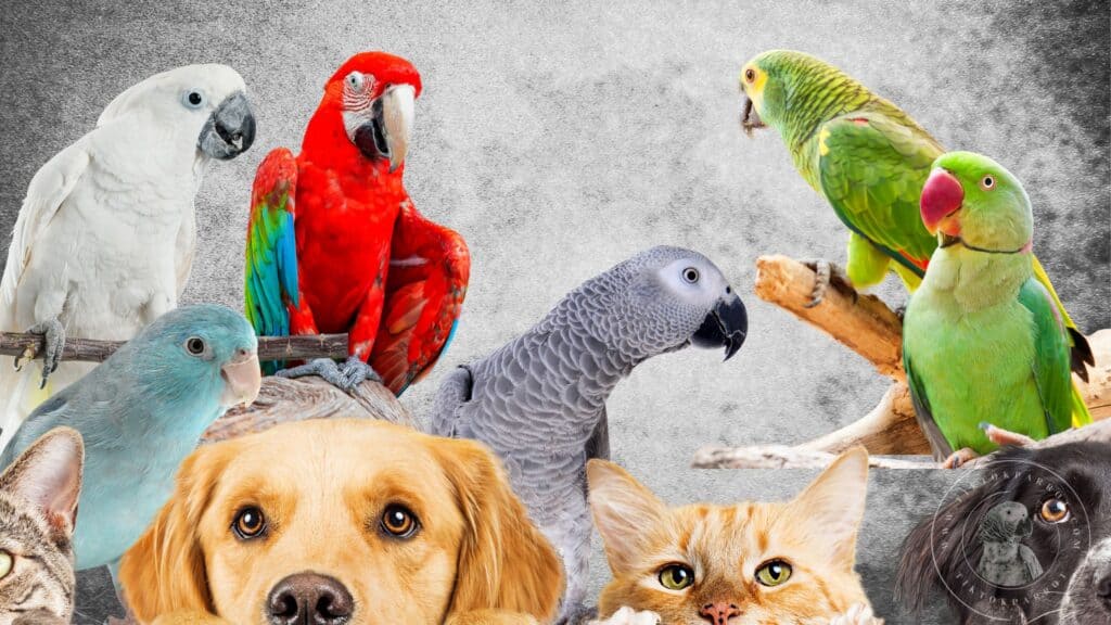 Keeping African Greys with Other Pets