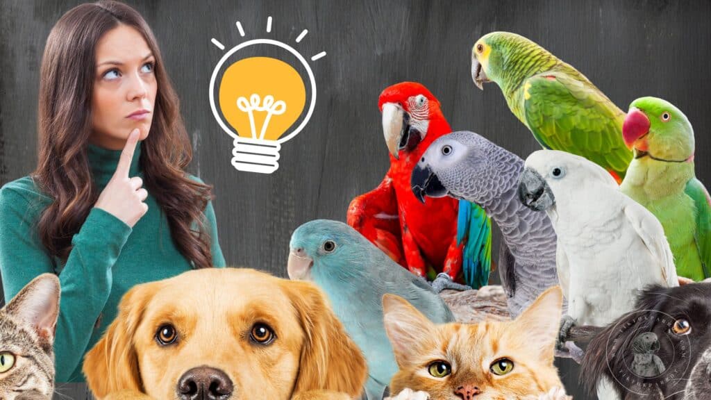 Keeping African Greys with Other Pets by Tiktokparrot.com