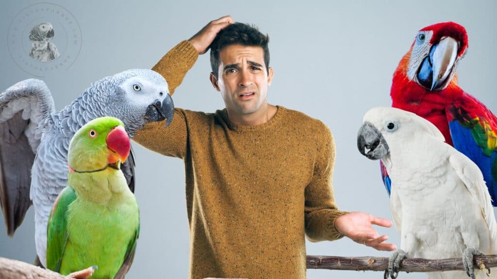 New Bird New Home A Stress Free Guide Teaching Your Bird