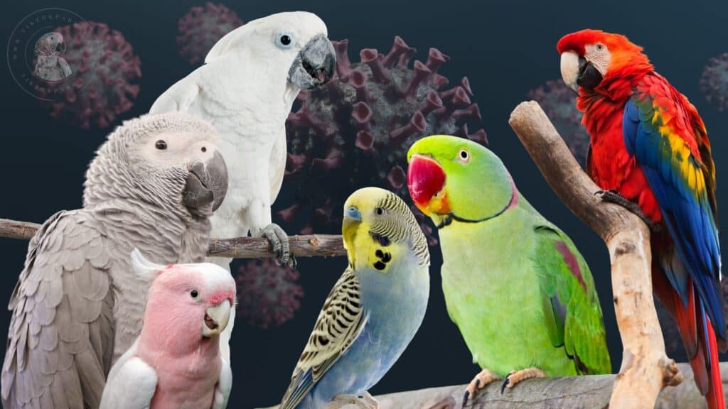 Polyomavirus in Birds