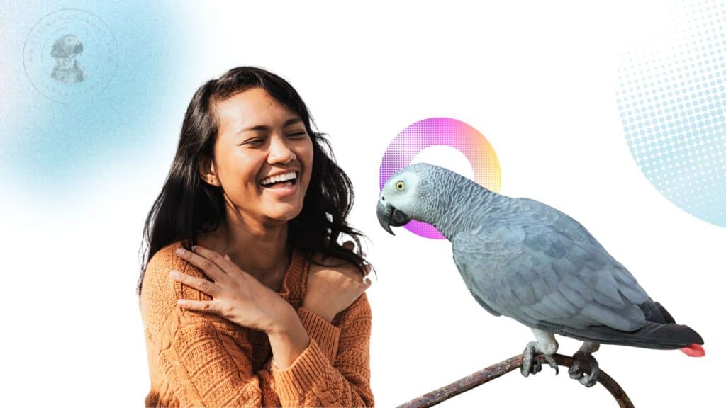 Training african grey parrot