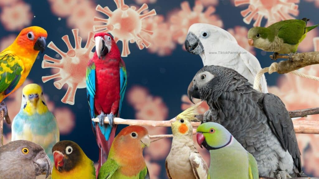 Understanding Chlamydia psittaci Psittacosis In Pet Birds