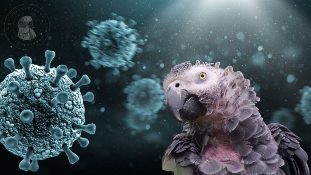 Understanding Pachecos Disease Symptoms Transmission and Prevention