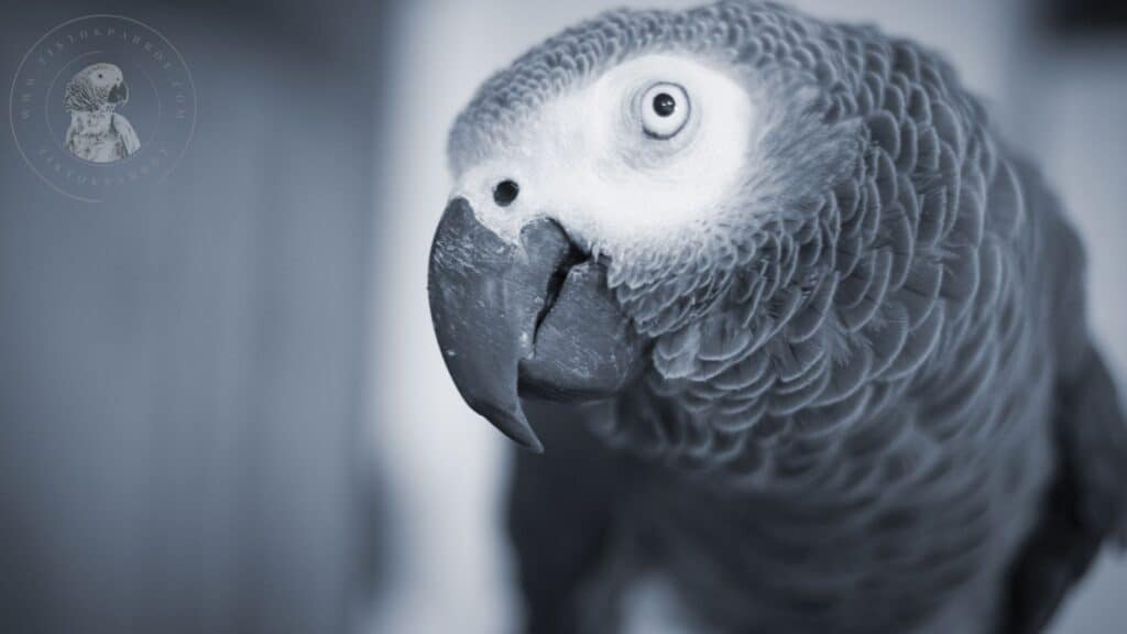 African Greys Head Feathers
