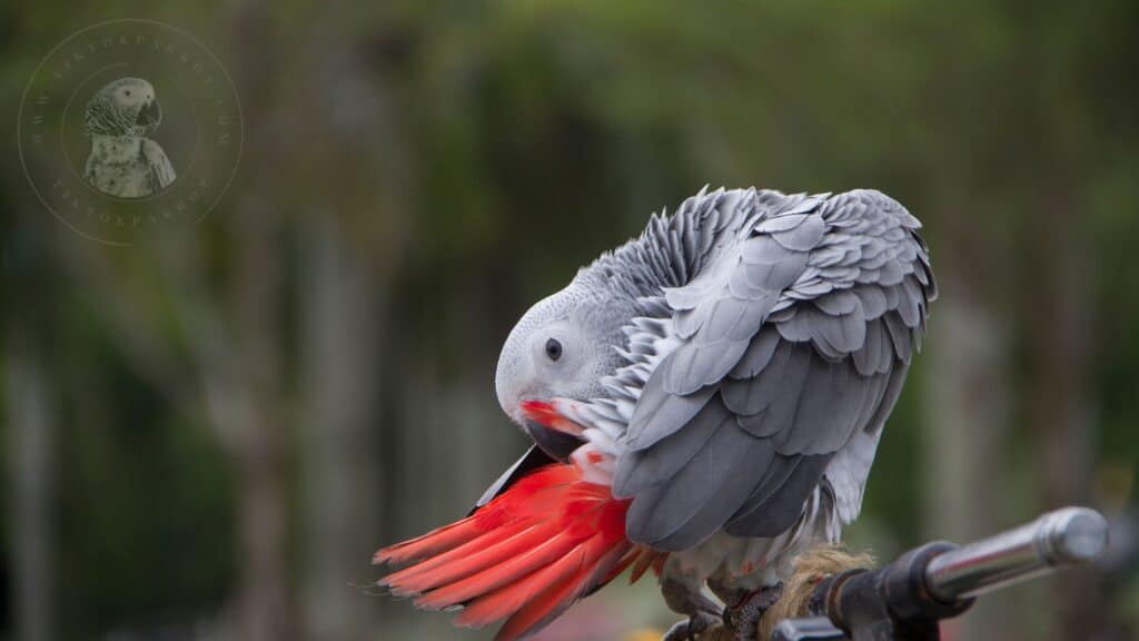 African Greys Preening