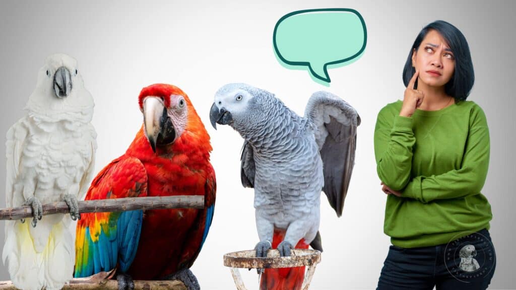Why Do Parrots Bite?
