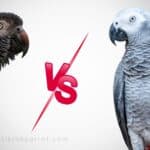 African Grey Parrot Congo vs Timneh