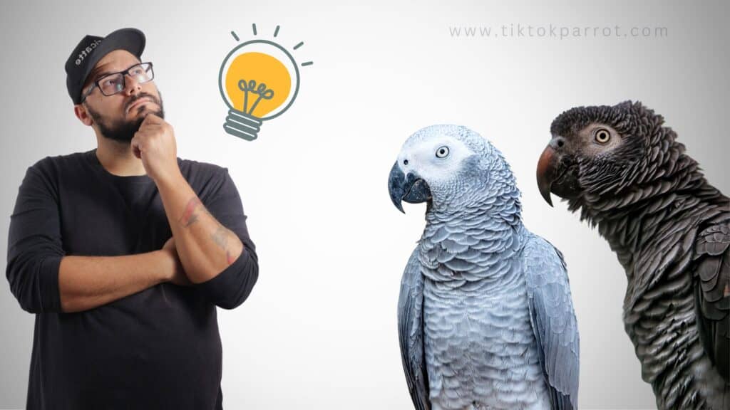 Grey Parrot Congo vs Timneh