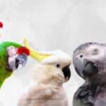 Protecting our Birds from Toxic Fumes