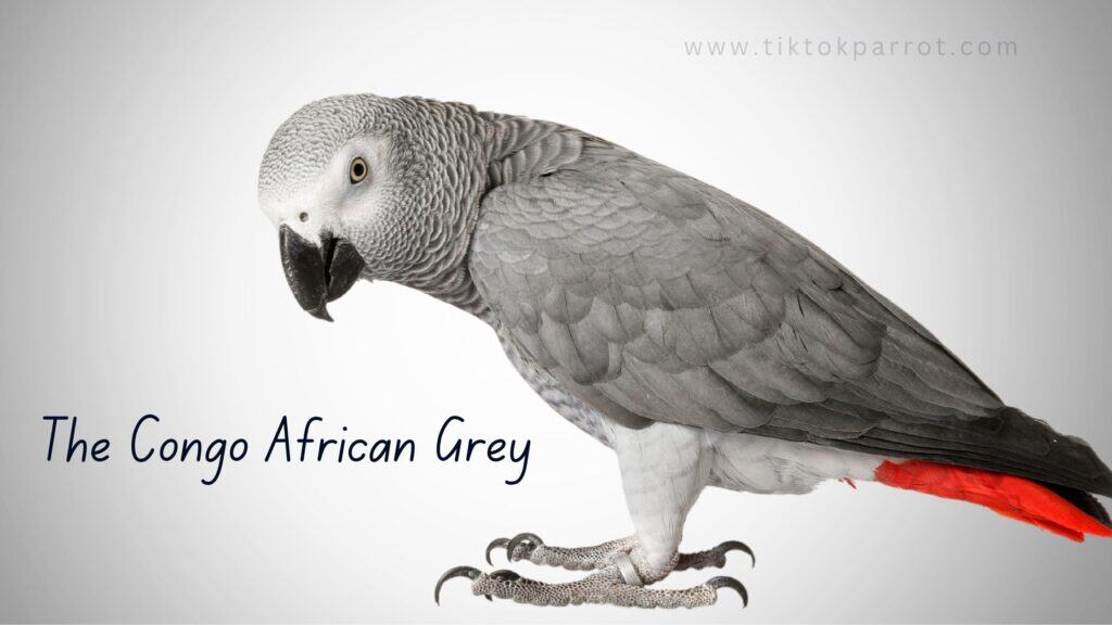 The Congo African Grey