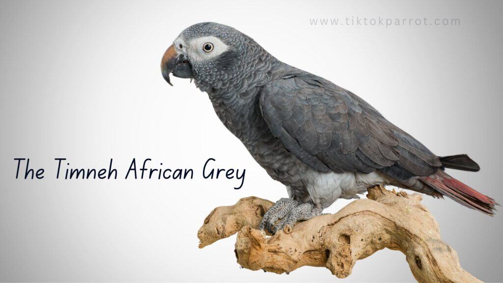 The Timneh African Grey