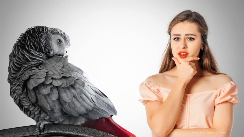 Can African Grey Parrots Have Hobbies?