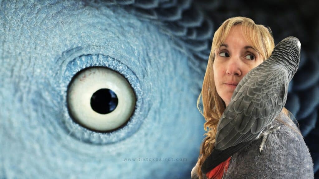 African grey parrot Care Requirements and Diet