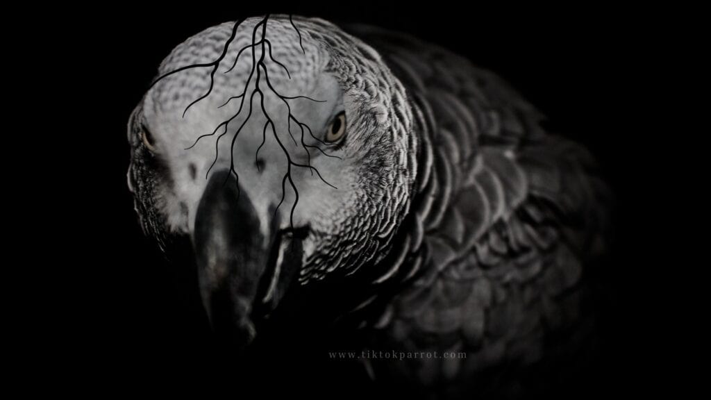 African Grey Parrot Personalities: Are They Introverts or Extroverts?