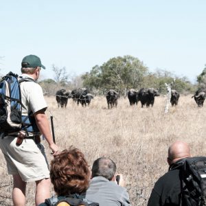 kruger park bush walk