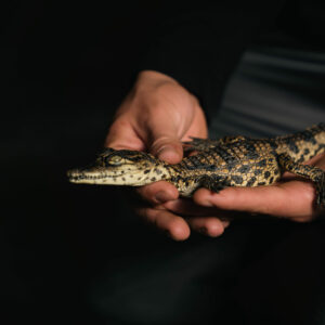 CROCODILE FARM TOURS - HAZYVIEW