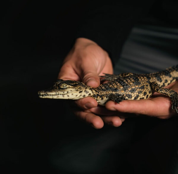 CROCODILE FARM TOUR — HAZYVIEW