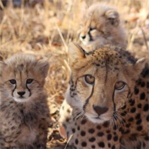 HOEDSPRUIT ENDANGERED SPECIES CENTRE