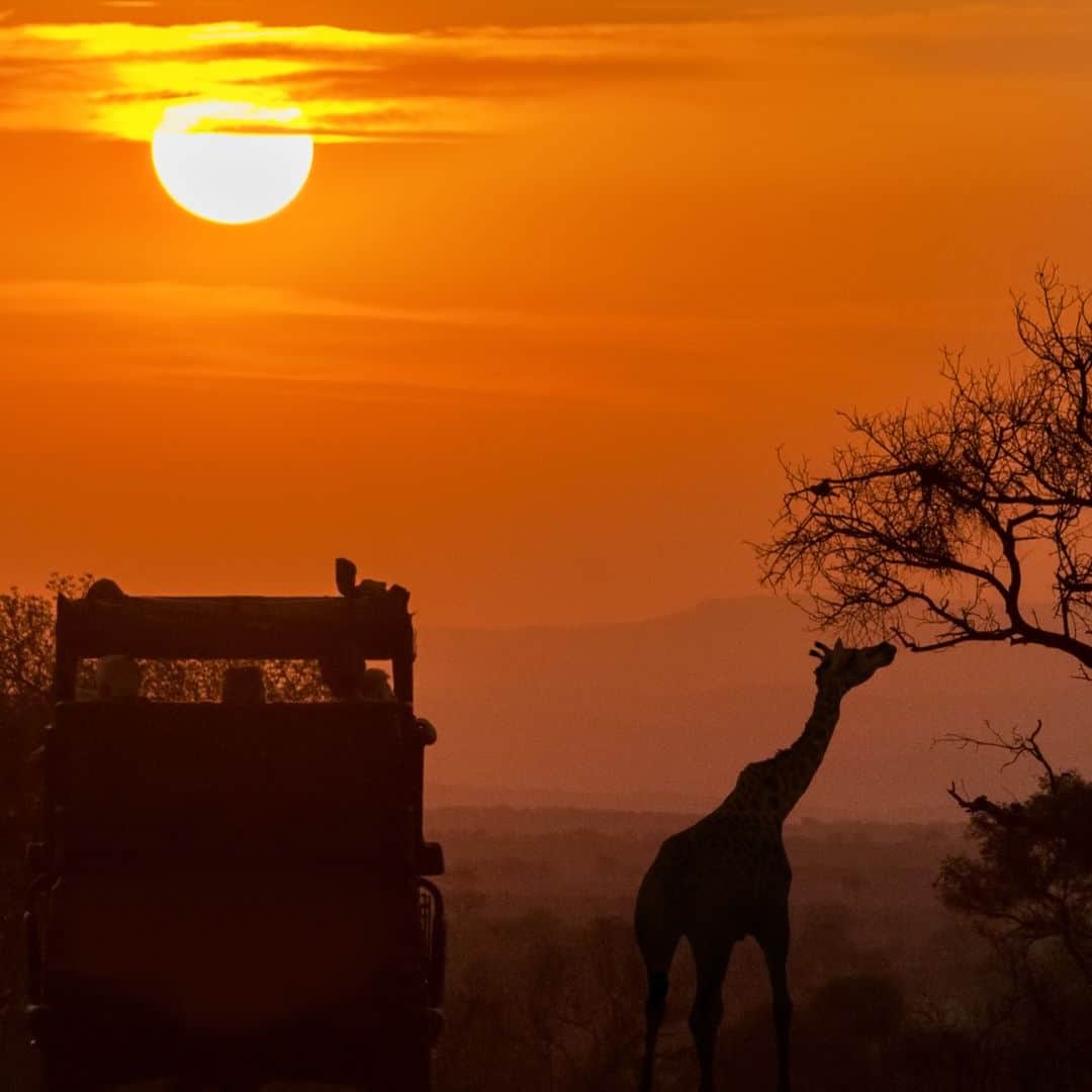 KRUGER PARK - SUNSET SAFARI
