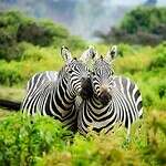 Zebra-park-safari-south-africa-lion-kingdom-img.