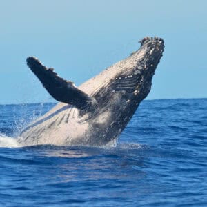 WHALE ROUTE FULL DAY TOUR - CAPE TOWN