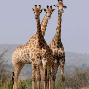 _MPUMALANGA & LIMPOPO