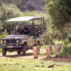 game drive botlierskop